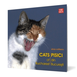 Pisici din București imagine