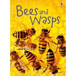 Bees & Wasps imagine
