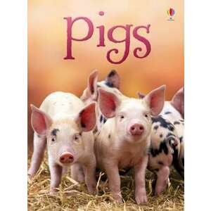 Pigs imagine