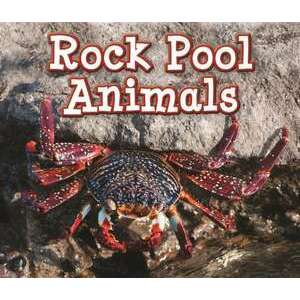 Rock Pool Animals imagine