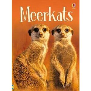 Meerkats, Hardcover - James Maclaine imagine