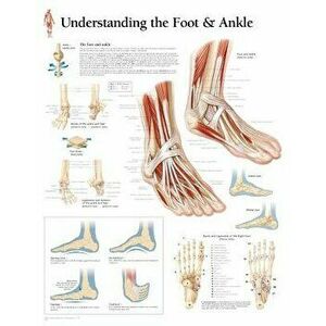 Understanding the Foot & Ankle Chart: Wall Chart - Scientific Publishing imagine