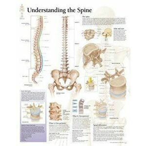 Understanding the Spine Chart: Wall Chart - Scientific Publishing imagine