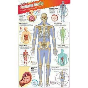 DKfindout! Human Body Poster - *** imagine