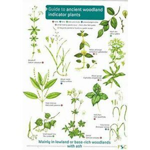 Guide to Ancient Woodland Indicator Plants, Paperback - *** imagine