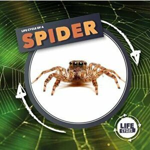 Life Cycle Of A Spider, Hardback - Kirsty Holmes imagine