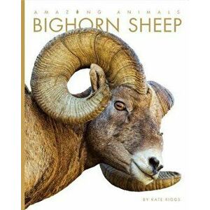 Amazing Animals: Bighorn Sheep, Paperback - Kate Riggs imagine