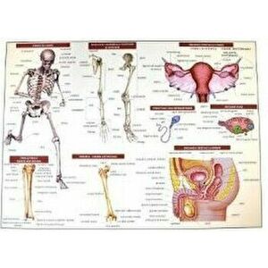 Plansa anatomia omului II - Mariana Bodea imagine