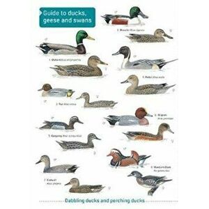 Ducks, Geese and Swans, Paperback - *** imagine
