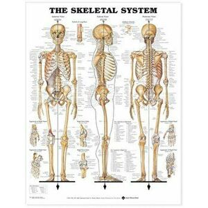 The Skeletal System Anatomical Chart - *** imagine