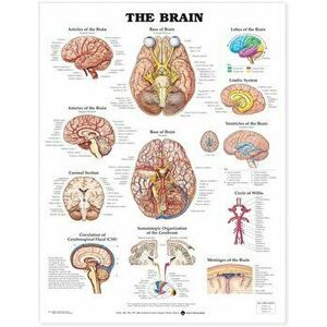 The Brain Anatomical Chart - *** imagine