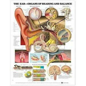 The Ear: Organs of Hearing and Balance Anatomical Chart - *** imagine