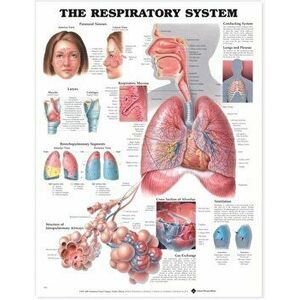 The Respiratory System Anatomical Chart - *** imagine