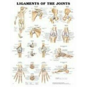 Ligaments of the Joints Anatomical Chart - *** imagine