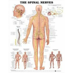 The Spinal Nerves Anatomical Chart - *** imagine