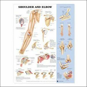 Shoulder and Elbow Anatomical Chart - *** imagine