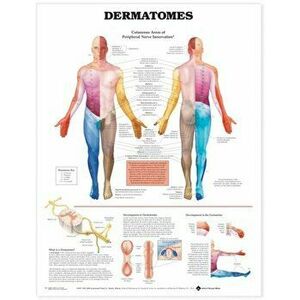 Dermatomes Anatomical Chart - *** imagine