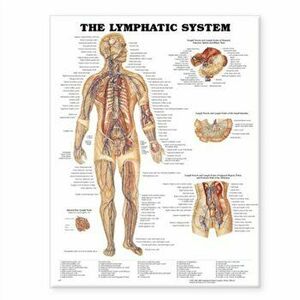 The Lymphatic System Anatomical Chart - *** imagine