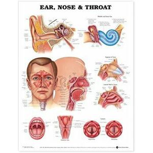 Ear, Nose and Throat Anatomical Chart - *** imagine