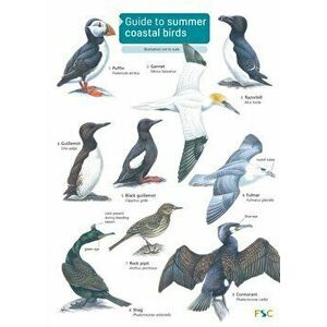 Guide to Summer Coastal Birds - Rebecca Farley-Brown imagine