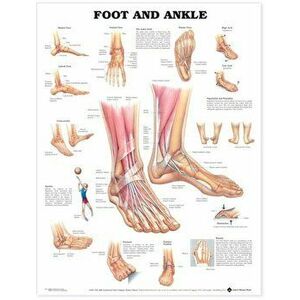 Foot and Ankle Anatomical Chart - *** imagine