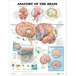Anatomy of the Brain Anatomical Chart - *** imagine