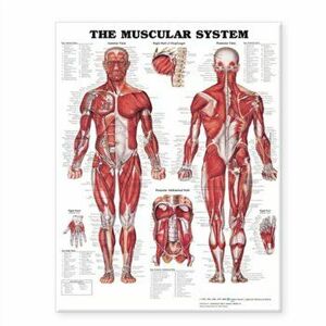 The Muscular System Giant Chart - *** imagine