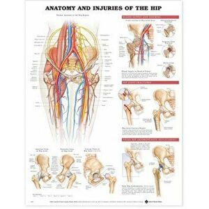 Anatomy and Injuries of the Hip Anatomical Chart - *** imagine