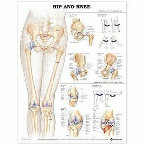 Hip and Knee Anatomical Chart. 2 ed - *** imagine