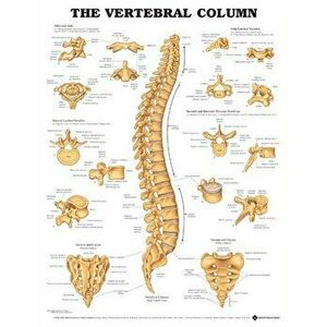 The Vertebral Column Anatomical Chart - *** imagine