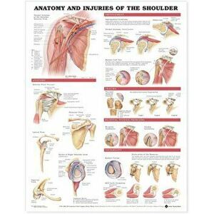 Anatomy and Injuries of the Shoulder Anatomical Chart - *** imagine
