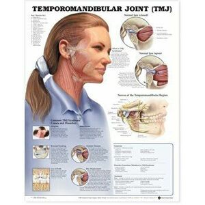 Temporomandibular Joint (TMJ) Anatomical Chart - *** imagine