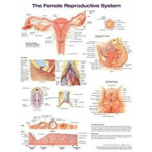 The Female Reproductive System Anatomical Chart. 2 ed - Anatomical Chart Company imagine
