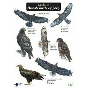 Guide to British Birds of Prey - Hawk and Owl Trust imagine