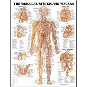 Vascular System and Viscera Anatomical Chart - *** imagine