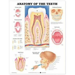 Anatomy of the Teeth Anatomical Chart - *** imagine