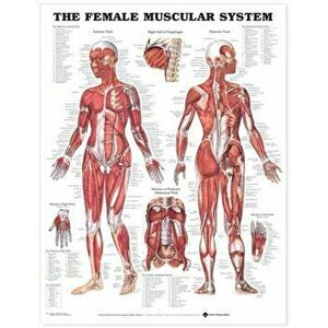 The Female Muscular System Anatomical Chart - *** imagine