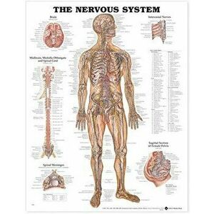 The Nervous System Anatomical Chart - *** imagine