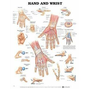 Hand and Wrist Anatomical Chart - *** imagine