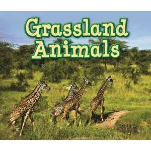 Grassland Animals imagine