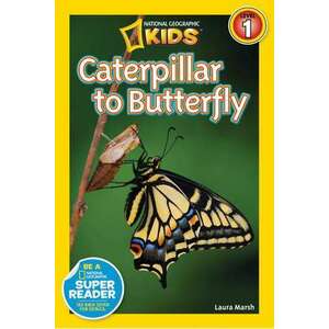 Caterpillar to Butterfly imagine