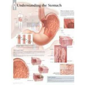 Understanding the Stomach Laminated Poster imagine
