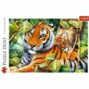 Puzzle tigri bengalezi in padurea tropicala 1500 piese imagine