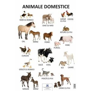 Animale Domestice - Plansa educativa imagine