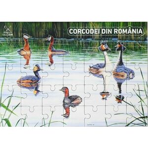 Corcodei din România imagine