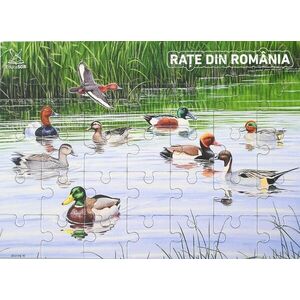 Rațe din România imagine